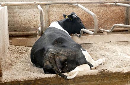 Legowiska i materace